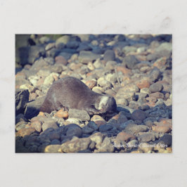 Otter Kurz Clawed in Drusillas Zoo in East Sussex Postkarte