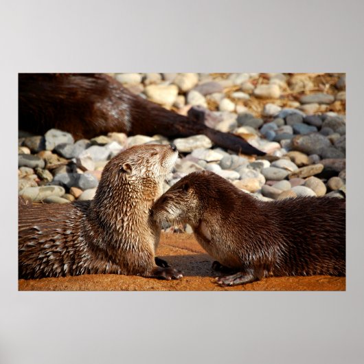 Otter-Liebe Poster (Vorne)
