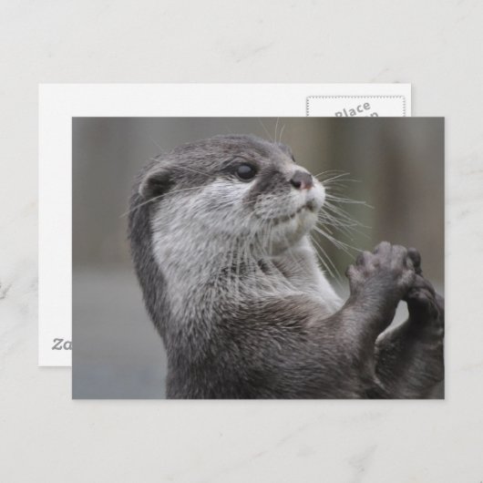 Otter Mastermind Postcard Postkarte (Vorne/Hinten)