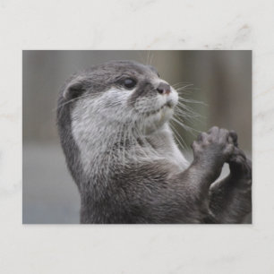 Otter Mastermind Postcard Postkarte