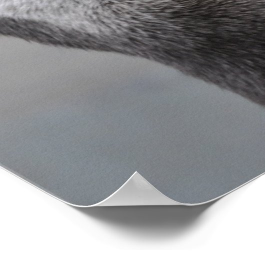 Otter Mastermind Poster (Ecke)