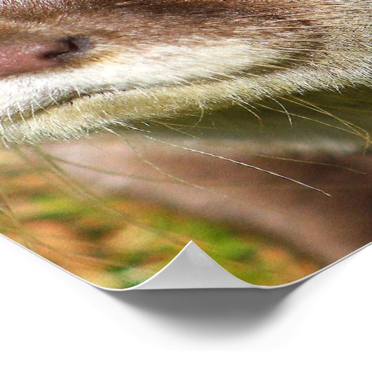 Otter Portrait Poster (Ecke)