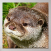 Otter Portrait Poster (Vorne)