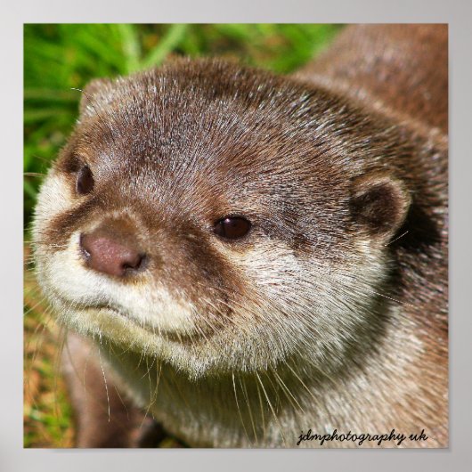 Otter Portrait Poster (Vorne)