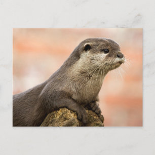 Otter Postcard Postkarte