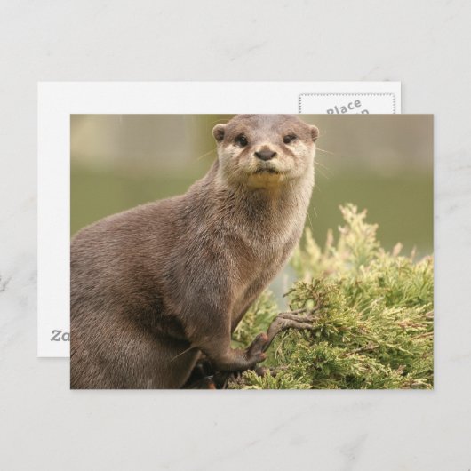 Otter Postcard Postkarte (Vorne/Hinten)