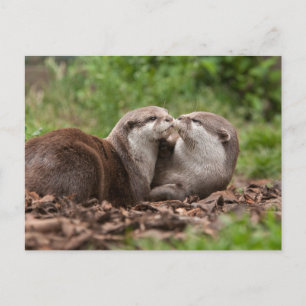 Otter Postcard Postkarte
