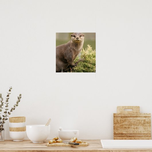 Otter Poster (Küche)