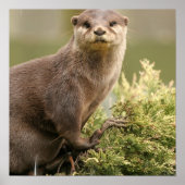 Otter Poster (Vorne)