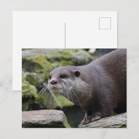 Otter Postkarte (Vorne/Hinten)