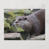 Otter Postkarte (Vorderseite)