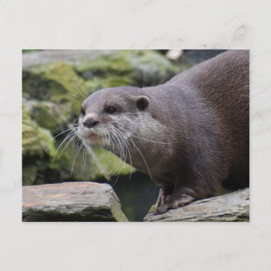 Otter Postkarte (Vorderseite)