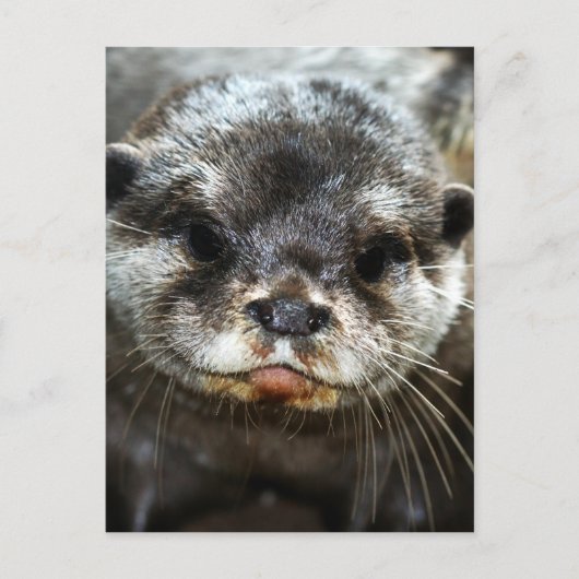 Otter Postkarte (Vorderseite)