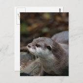 Otter Postkarte (Vorne/Hinten)