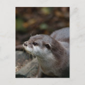 Otter Postkarte (Vorderseite)