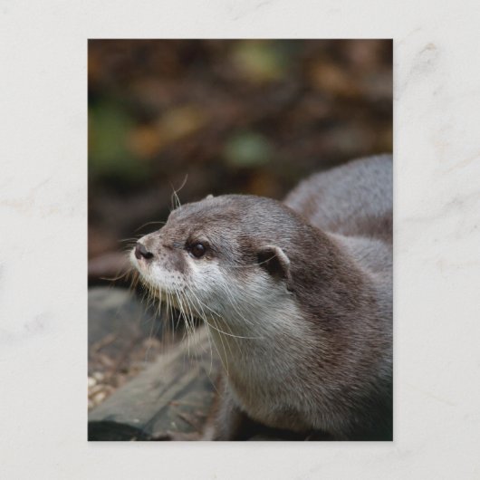 Otter Postkarte (Vorderseite)