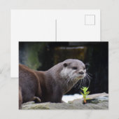 Otter Postkarte (Vorne/Hinten)