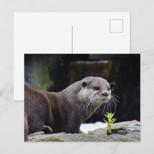 Otter Postkarte (Vorne/Hinten)