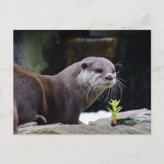 Otter Postkarte (Vorderseite)