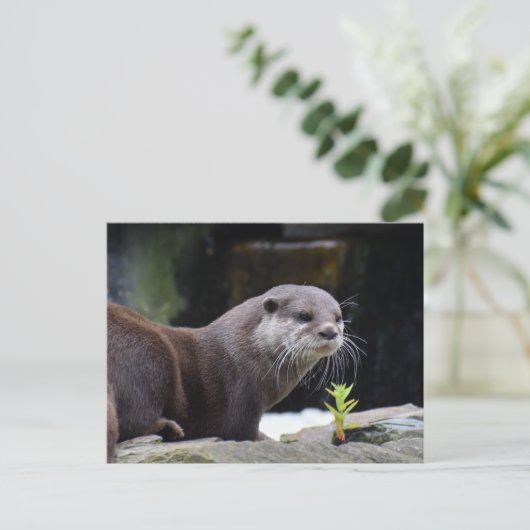 Otter Postkarte (Stehend Vorderseite)
