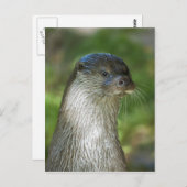 Otter Postkarte (Vorne/Hinten)