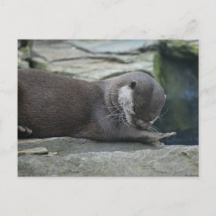 Otter Postkarte