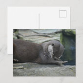 Otter Postkarte (Vorne/Hinten)