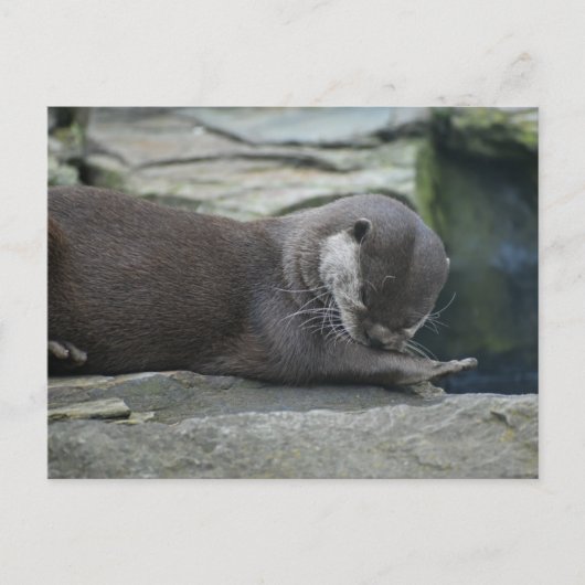 Otter Postkarte (Vorderseite)