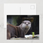 Otter Postkarte (Vorne/Hinten)