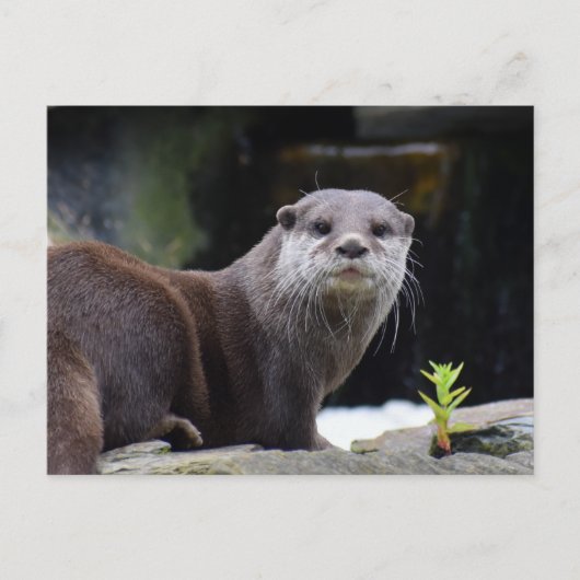 Otter Postkarte (Vorderseite)