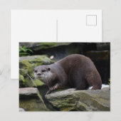 Otter Postkarte (Vorne/Hinten)