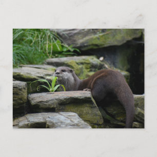 Otter Postkarte