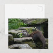 Otter Postkarte (Vorne/Hinten)