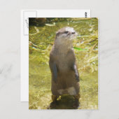 Otter Postkarte (Vorne/Hinten)
