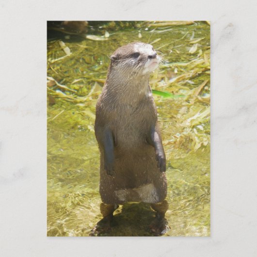Otter Postkarte (Vorderseite)