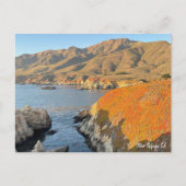 Otter Refuge, CA Postkarte (Vorderseite)