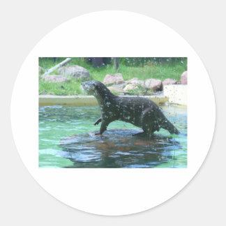 Otter Runder Aufkleber