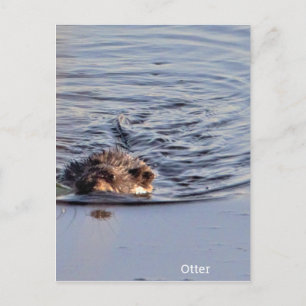 Otter-Schwimm-Foto Postkarte