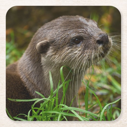 Otter Spritzer Rechteckiger Pappuntersetzer (Vorderseite)