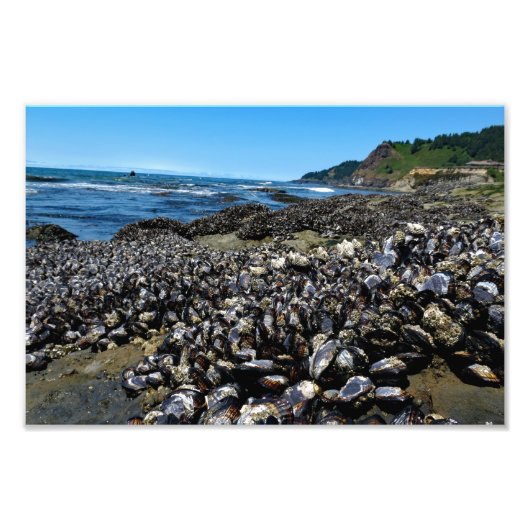 Otter Wappen Beach Oregon Fotodruck (Vorne)