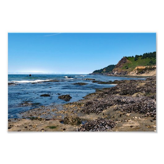 Otter Wappen Beach Oregon Fotodruck (Vorne)