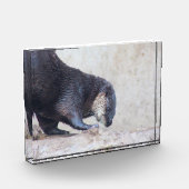 Otterky Fotoblock (Links)