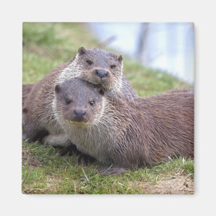 Otterly im Liebe-Magneten Magnet