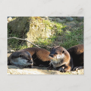 OTTERN POSTKARTE