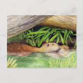 Otters Floating Wildlife Art Postkarte (Vorderseite)