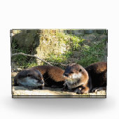 OTTERS FOTOBLOCK (Vorderseite)