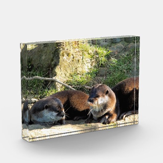 OTTERS FOTOBLOCK (Links)
