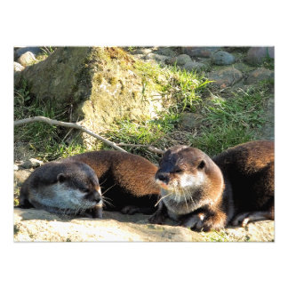 OTTERS FOTODRUCK