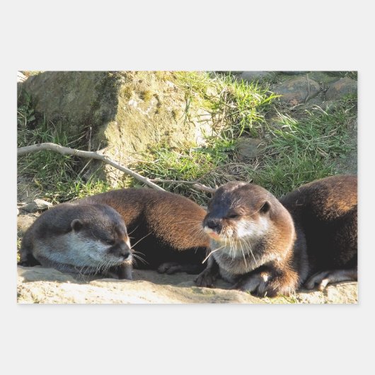 OTTERS GESCHENKPAPIER SET (Vorderseite 3)