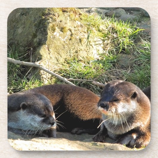 OTTERS GETRÄNKEUNTERSETZER (Vorderseite)